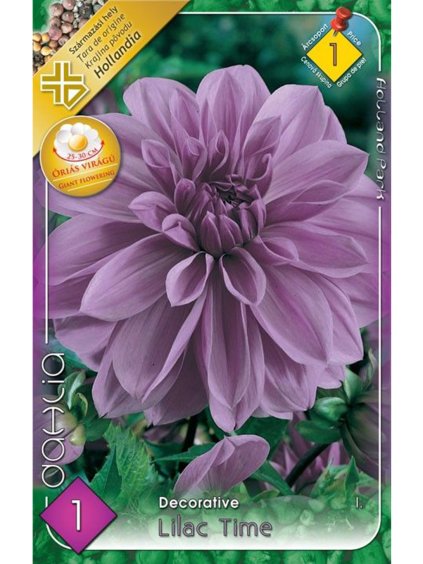 dalia lilac time
