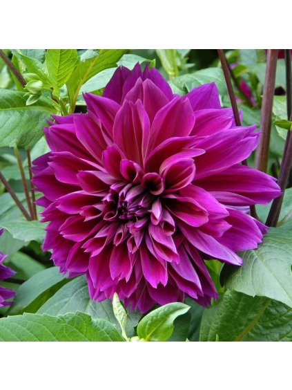 Dália - Dahlia 'Thomas Edison'