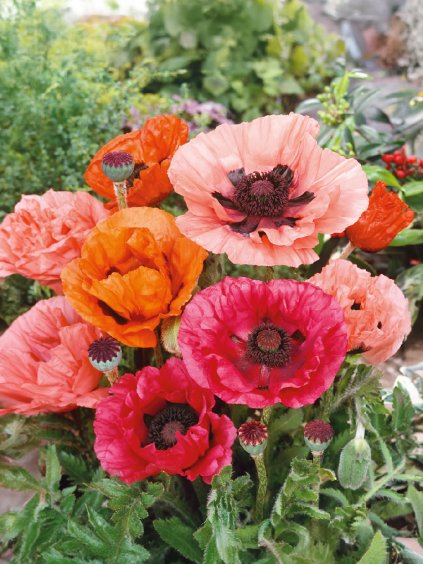 papaver orientale