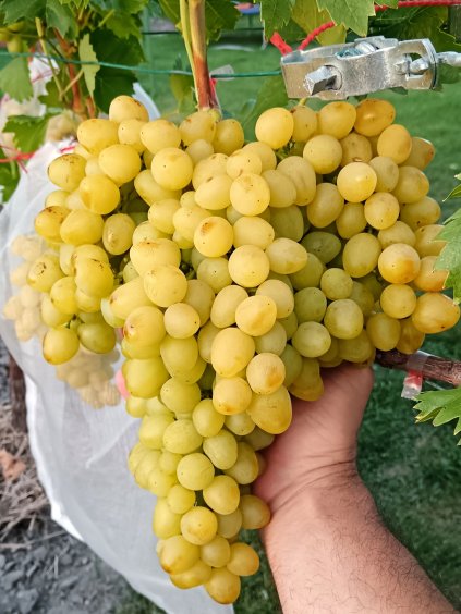 István B., Árkádia