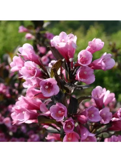 weigela florida purpurea