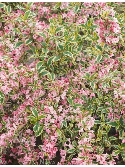 weigela florida sunny princess