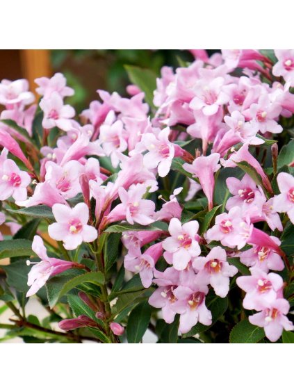 weigela florida pink poppet