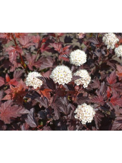 physocarpus opulifolius cervenolisty