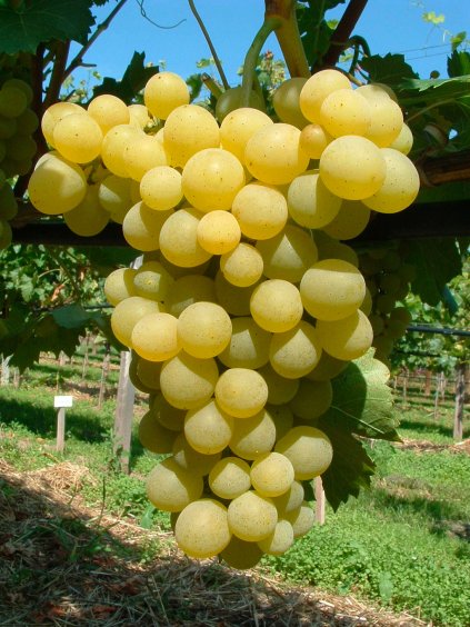 frumoasa alba