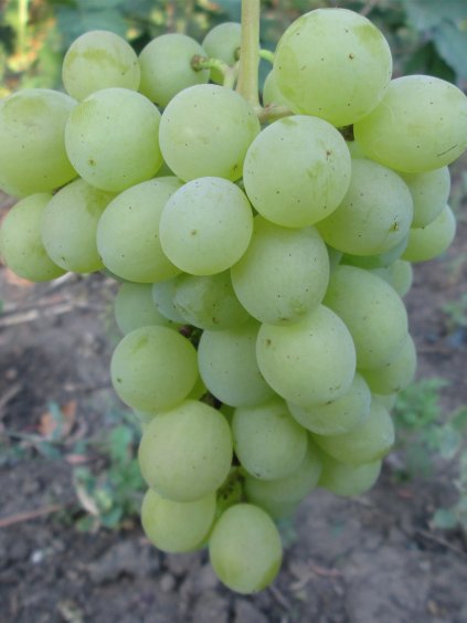 chrust