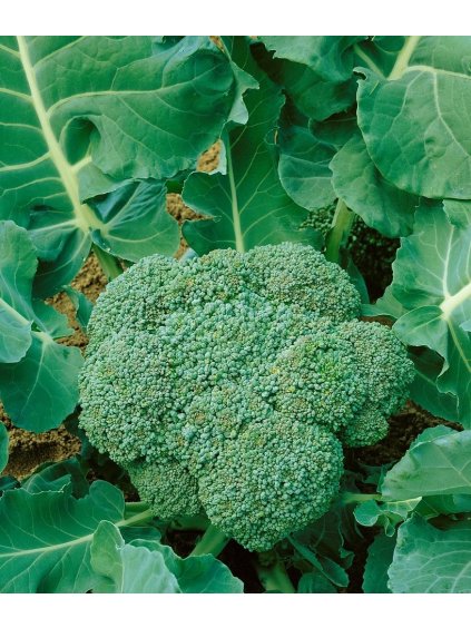 Brokolica 'Calabrese' 1g