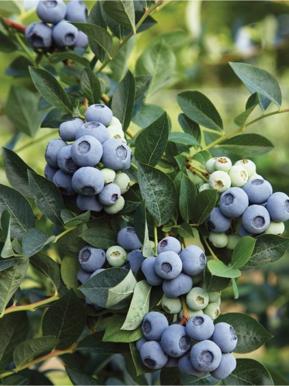 Čučoriedka kanadská 'EARLY BLUE' v kont. 2l