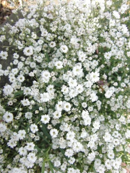 gypsophila 228850 1920