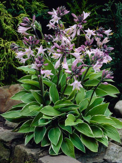 hosta francee 1