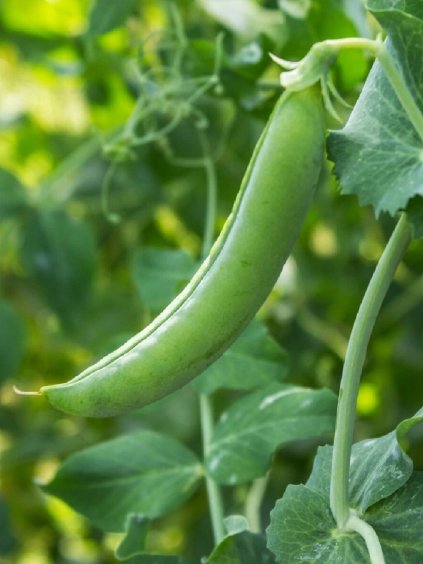 Hrach siaty 'Maxigolt' 250g
