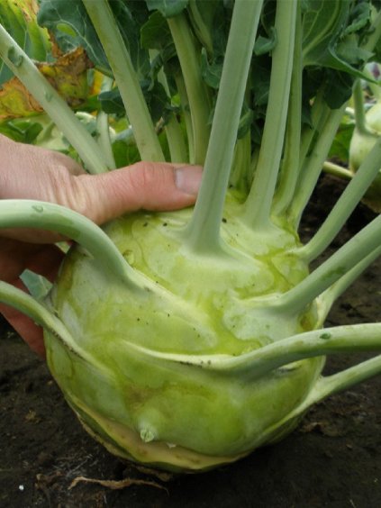 Kaleráb 'Gigant' 1g2