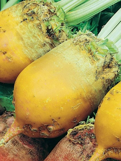 Takarmányrépa 'Eckenfordi sárga' 100g