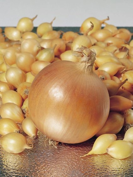 Cibuľa sadzačka 'Hercules' 8 16 mm, 500g