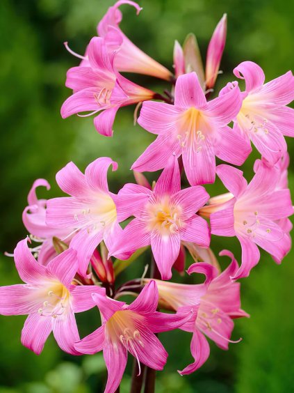 amaryllis belladonna