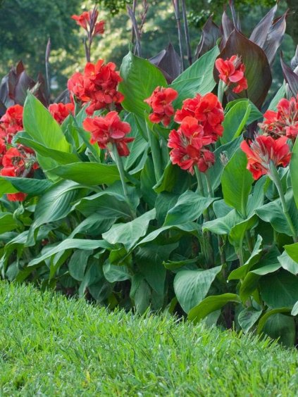 canna greenleaves red 3
