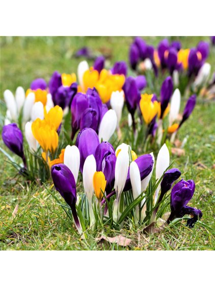 Crocus Large Flowering Mix 778711063.SHUT