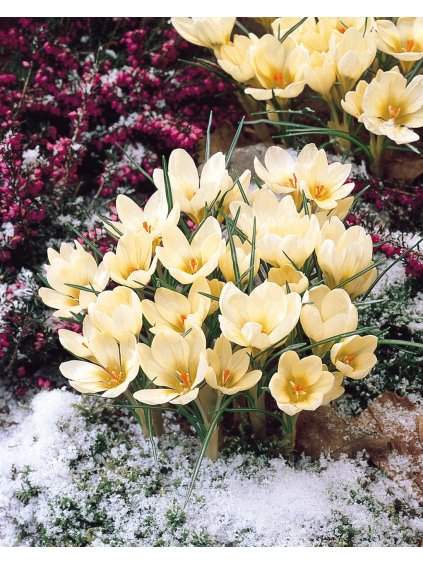 Crocus Chrysanthus Cream Beauty 0000021 93074