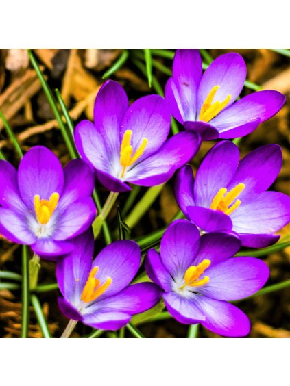 Crocus Flower Record 1023510442.SHUT