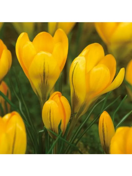 78686 crocus large yellow