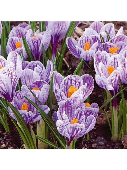 Krokus - Crocus Large Flowering 'PICKWICK' 8ks