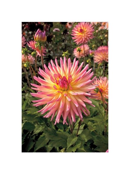 Dália kaktusová - Dahlia Cactus - 'Star Favourite'