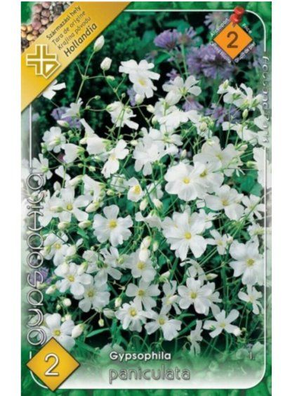 gypsophylla paniculata