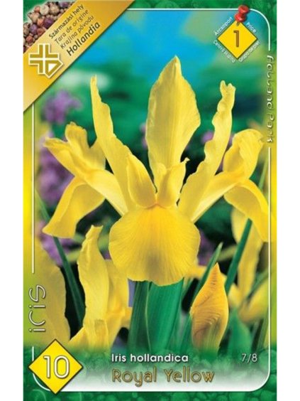 Iris hollandica royal yellow