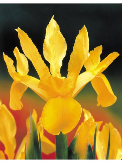 Dutch Iris Royal Yellow 7 8cm 0000520 13794