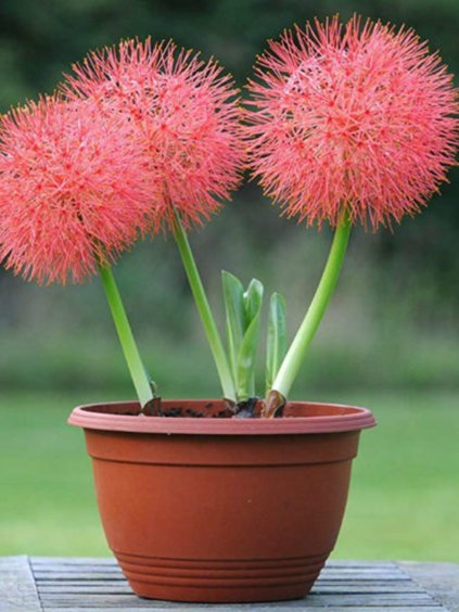 scadoxus multiflorus 2