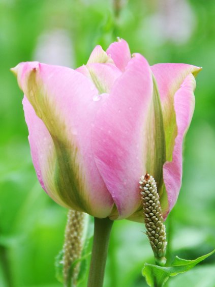 Groenland Tulipa 1