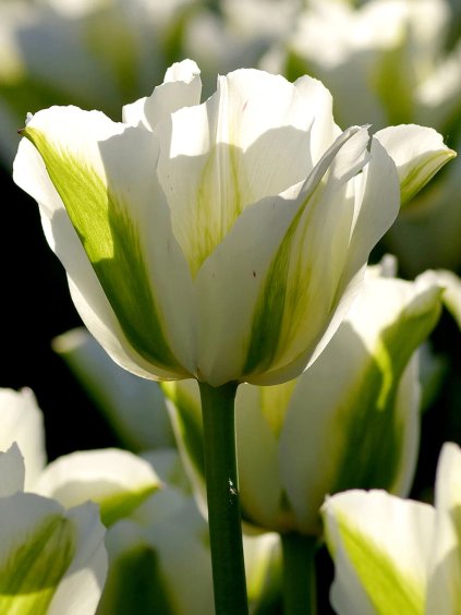 spring green