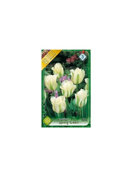 Tulipán - Tulipa Viridiflora 'SPRING GREEN'