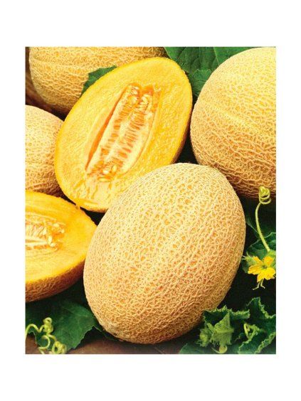 Melón cukrový 'SWEET ANANAS' multipack 10ks