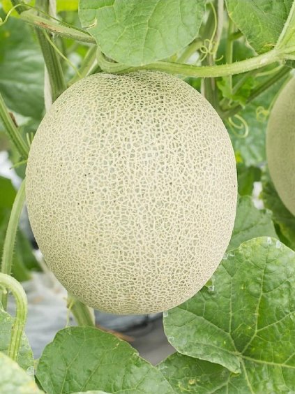 Melón cukrový zelený 'Magyar Kincs' 2g