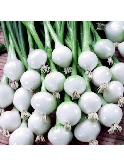 onion seeds barletta silverskin