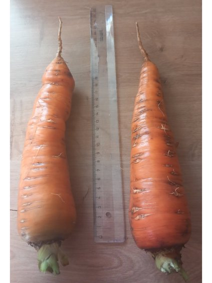 Sárgarépa 'Vörös óriás'