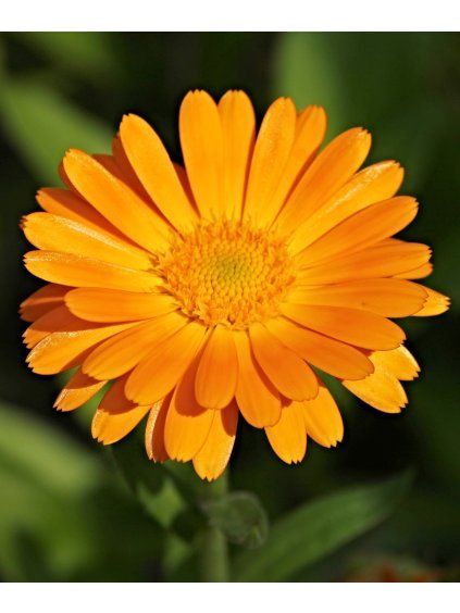 Canva Calendula Flower Detail