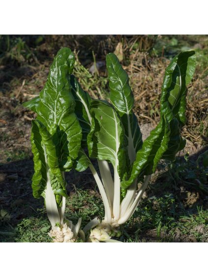 bio mangold lucullus beta vulgaris bio osivo mangoldu 45 ks