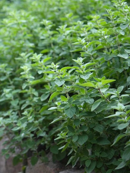 Oregano (pamajoran obyčajný) 0,5g