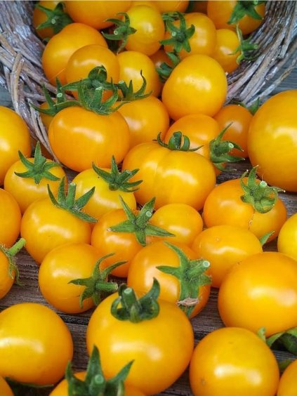 Priesady paradajok, kríčkové,balkónové 'AZTEK' v kvetináči 9cm