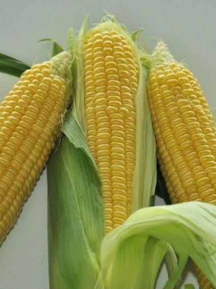 Kukurica siata 'Nugat 72' cca 100 sem.