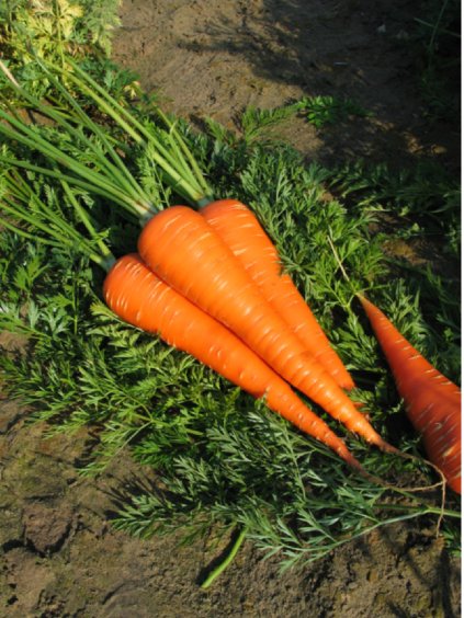 Mrkva neskorá 'Vörös óriás' Magrovet výsevná páska 4m