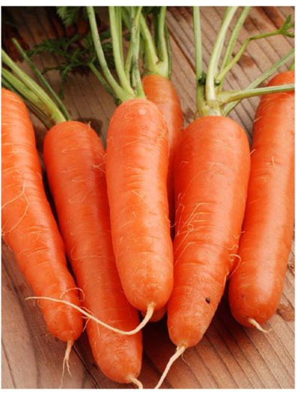 3268 1 carrot early nantes