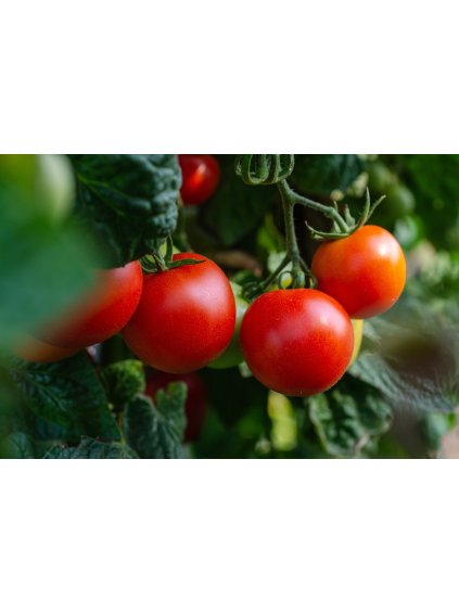 tomatoes gd8d748f44 1280