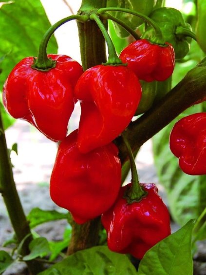 Paprika chili červená 'Habanero' 20 semien