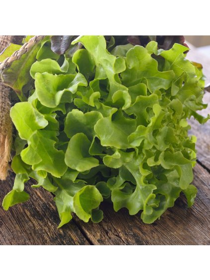 salat listovy dubacek lactuca sativa semena 500 ks