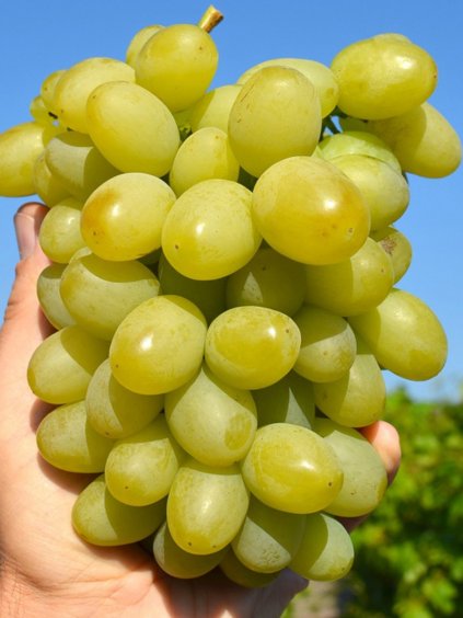 marušja