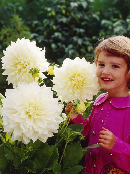 dalia white perfection