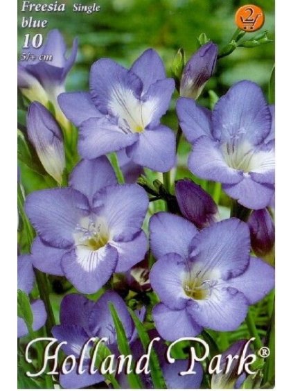 blue freesia